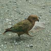 Kea